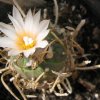 Turbinicarpus